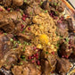 Ras El Hanout Collected Foods 